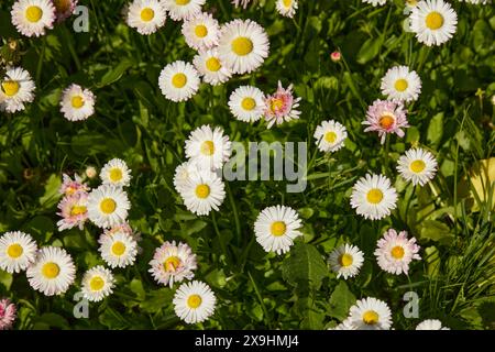 Daisies grow in the grass in allotment garden. Stock Photo