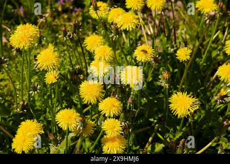 Yellow dandelions (Taraxacum officinale) grow in the green grass. Stock Photo