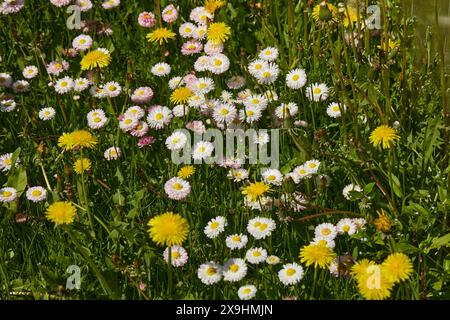 Daisies grow in the grass in allotment garden. Stock Photo