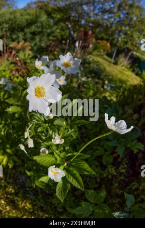 Snowdrop anemone flowers (Anemonoides sylvestris, or Anemone sylvestris) grow in allotment garden. Stock Photo