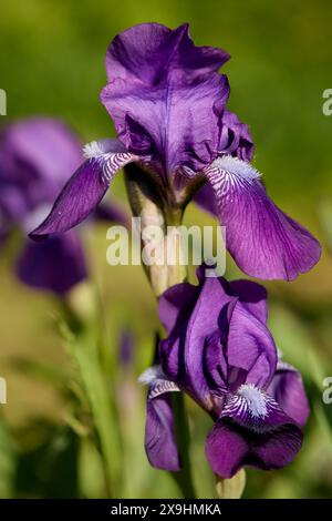 Purple blossoms of German bearded iris (Iris germanica). Stock Photo