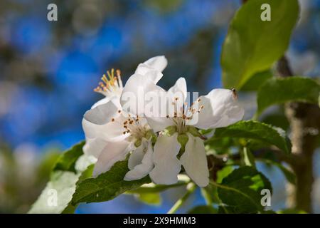 Close up view of apple tree (Malus domestica) blossoms. Stock Photo