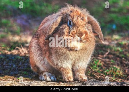 Сute brown rabbit sitting on the ground in a grassy field Stock Photo