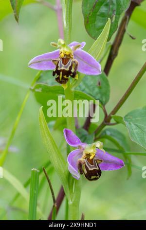 Bee orchid (Ophrys apifera) wildflower on chalk grassland at Denbies Hillside, Surrey, England, UK Stock Photo