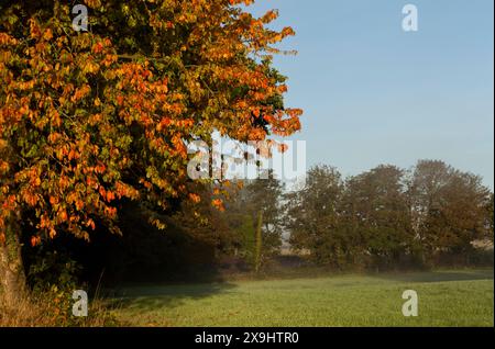 Autumn trees and mist on a grass field Stock Photo