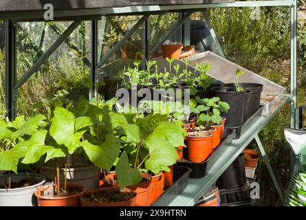 Runner bean plants growing in a greenhouse Stock Photo
