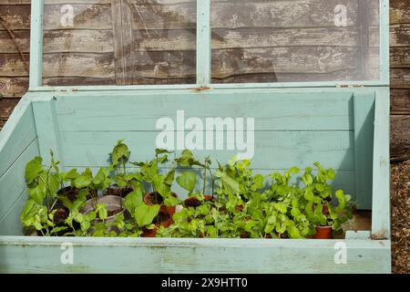 Plants in a cold frame Stock Photo