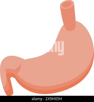 Detailed vector illustration of the human stomach anatomy for medical and educational purposes on a white background, showing the digestive system and gastrointestinal organ structure Stock Vector