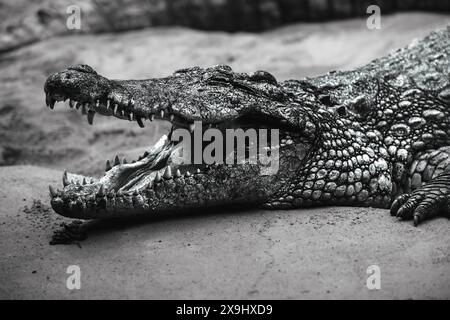 Portrait of a Philippine Crocodile (Crocodylus mindorensis) Stock Photo