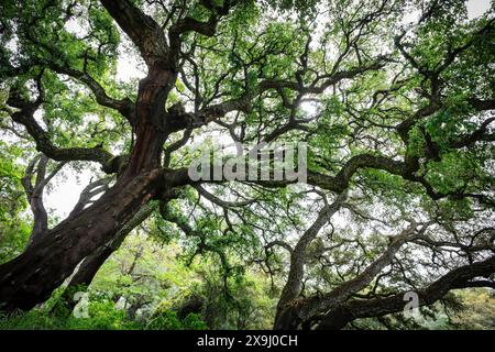 cork oak and holm oak forest, Sierra de Aracena natural park and Picos de Aroche, Huelva, Andalusia, Spain. Stock Photo