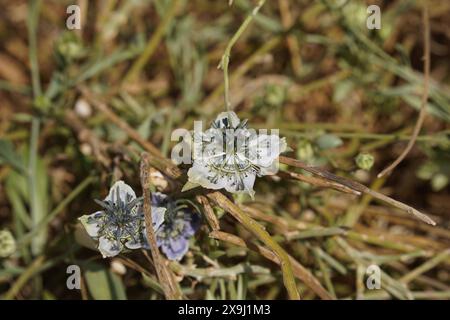 Nigella arvensis - wild plant. Plant blooming in spring. Stock Photo