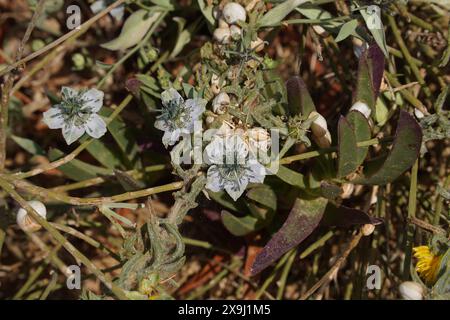 Nigella arvensis - wild plant. Plant blooming in spring. Stock Photo