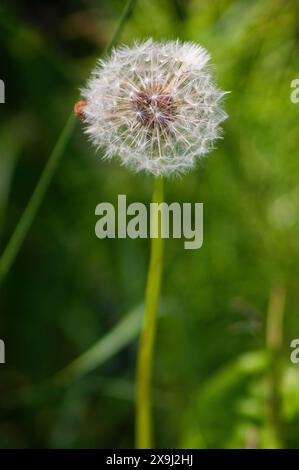 Dandilion Stock Photo