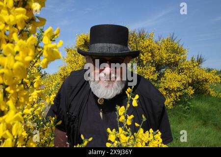 An older man, dressed in black with a modern version of a top hat, looks through blooming common broom bushes. It's a nice contrast Stock Photo