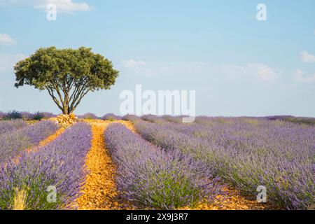 Lavender field. La Alcarria, Guadalajara province, Castilla La Mancha, Spain. Stock Photo