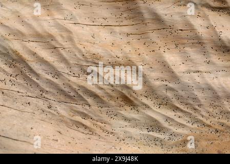 background of a weathered driftwood log Stock Photo