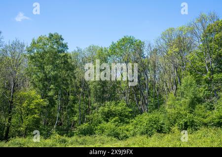 Warburg Nature Reserve, Henley-on-Thames, Oxfordshire, England, UK, GB. Stock Photo