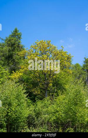 Warburg Nature Reserve, Henley-on-Thames, Oxfordshire, England, UK, GB. Stock Photo