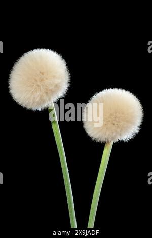 Two Urospermum dalechampii bloom in harmony against a black background, creating a captivating contrast that highlights their singular beauty. Stock Photo