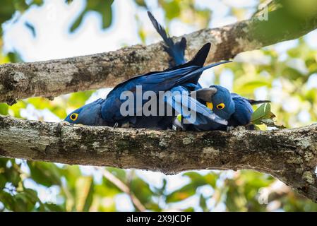 Hyacinth Macaw mating in  forest environment,Pantanal Forest, Mato Grosso, Brazil. Stock Photo