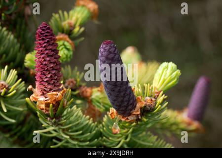 Young red cones on a fir tree branches in spring. Close up view. Stock Photo