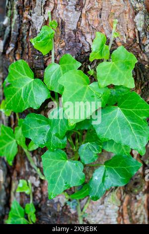 Ivy on a tree trunk Stock Photo
