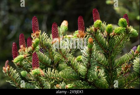 Young red cones on a fir tree branches in spring. Close up view. Stock Photo