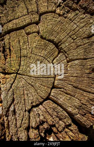 Old wood texture with natural patterns. Stock Photo