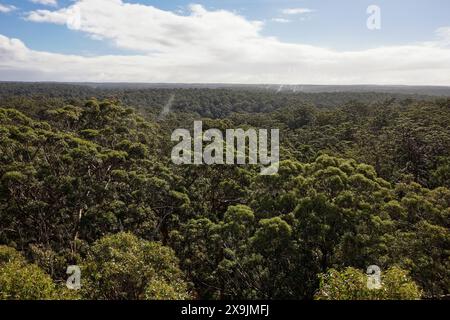 Beautiful view from Dave Evans Bicentennial Tree that was used for monitoring fires in Western Australia Stock Photo