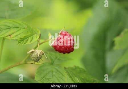 Red raspberry in the garden Stock Photo