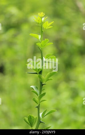 Green leaves of a tree, Poncirus trifoliata - trifoliate orange Stock Photo