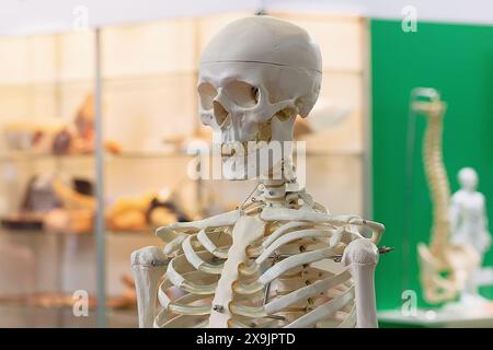 The artificial human skeleton as a model for study. Medicine and education Stock Photo