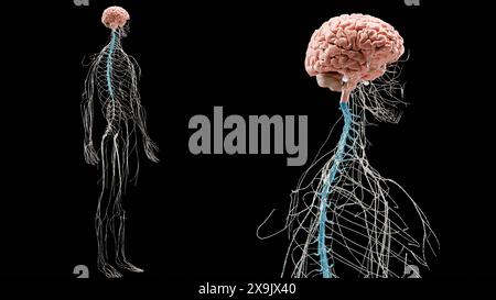 Human brain nervous system anatomy, medical diagram with parasympathetic and sympathetic nerves. medically accurate Neurons, Central organ, spinal cor Stock Photo