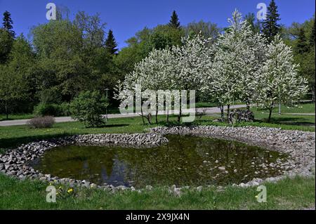 blooming trees near an artificial pond in the garden Stock Photo