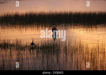 A colobus monkey at sunset Stock Photo - Alamy