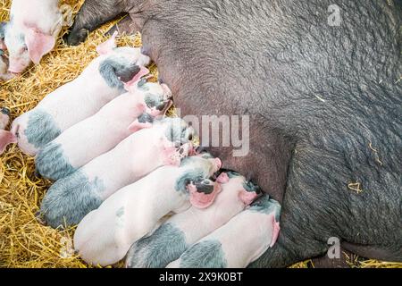 SHEPTON MALLET, SOMERSET, UK. 1st June, 2024,   Litter of cute little piglets suckling on a sow laying in straw at the Royal Bath and West Show 2024. Credit John Rose/Alamy Live News Stock Photo