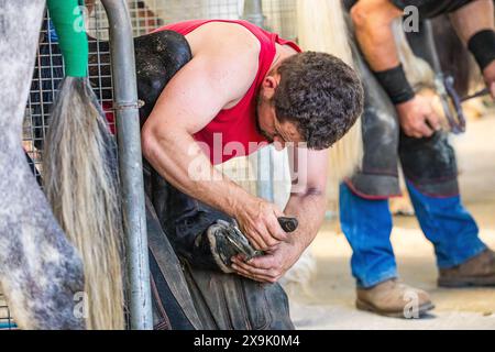 SHEPTON MALLET, SOMERSET, UK. 1st June, 2024,  close up and detail shots Farriers making horseshoes in forges and fitting them to horses in the  apprentice class shoeing at the Royal Bath and West Show 2024. Credit John Rose/Alamy Live News Stock Photo