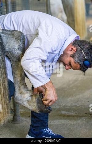 SHEPTON MALLET, SOMERSET, UK. 1st June, 2024,  close up and detail shots Farriers making horseshoes in forges and fitting them to horses in the  apprentice class shoeing at the Royal Bath and West Show 2024. Credit John Rose/Alamy Live News Stock Photo