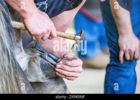 SHEPTON MALLET, SOMERSET, UK. 1st June, 2024,  close up and detail shots Farriers making horseshoes in forges and fitting them to horses in the  apprentice class shoeing at the Royal Bath and West Show 2024. Credit John Rose/Alamy Live News Stock Photo