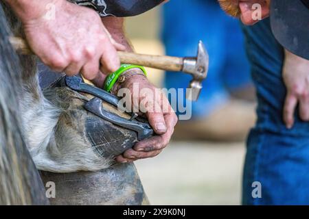 SHEPTON MALLET, SOMERSET, UK. 1st June, 2024,  close up and detail shots Farriers making horseshoes in forges and fitting them to horses in the  apprentice class shoeing at the Royal Bath and West Show 2024. Credit John Rose/Alamy Live News Stock Photo