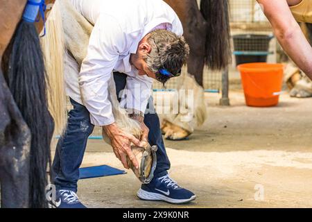 SHEPTON MALLET, SOMERSET, UK. 1st June, 2024,  close up and detail shots Farriers making horseshoes in forges and fitting them to horses in the  apprentice class shoeing at the Royal Bath and West Show 2024. Credit John Rose/Alamy Live News Stock Photo