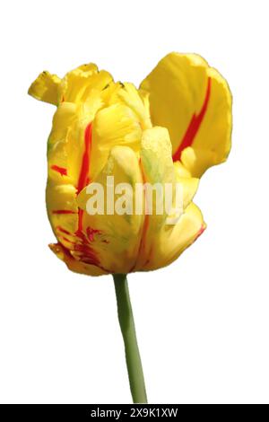 Tulips (Tulipa) form a genus of spring-blooming perennial herbaceous bulbiferous geophytes (having bulbs as storage organs). The flowers are usually l Stock Photo