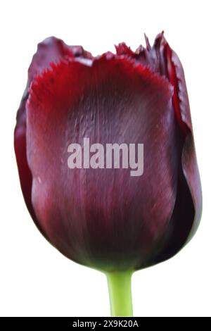 Tulips (Tulipa) form a genus of spring-blooming perennial herbaceous bulbiferous geophytes (having bulbs as storage organs). The flowers are usually l Stock Photo