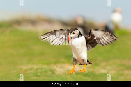 Close-up of Atlantic puffin landing with open wings Stock Photo