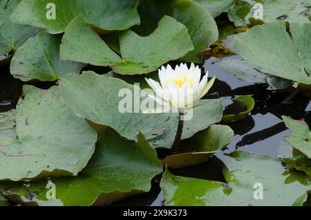 American White Water-lily, Nymphaea odorata Stock Photo