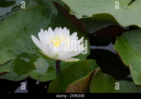 American White Water-lily, Nymphaea odorata Stock Photo