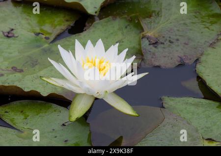 American White Water-lily, Nymphaea odorata Stock Photo