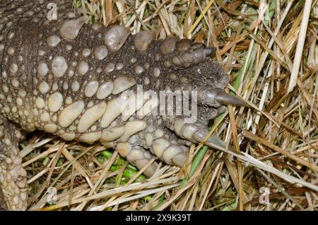 Common Snapping Turtle, Chelydra serpentina, foot and claws Stock Photo