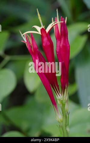 Indian Pink, Spigelia marilandica Stock Photo - Alamy