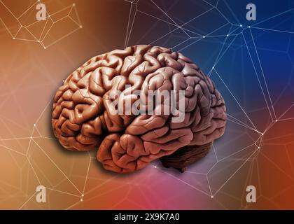 human brain and neural connections concept Stock Photo